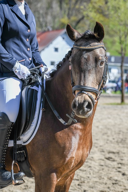 东队在本赛 东队在本赛